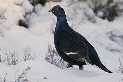 The Black Grouse