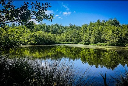 Marais de l'étang de Bizadan, ENS de l'Ain