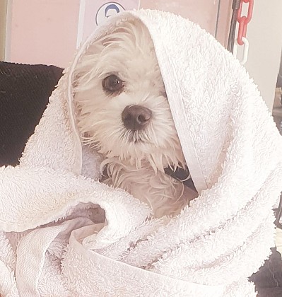 Toilettage Bien-être