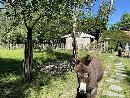 La yourte du verger d'Hellebecq