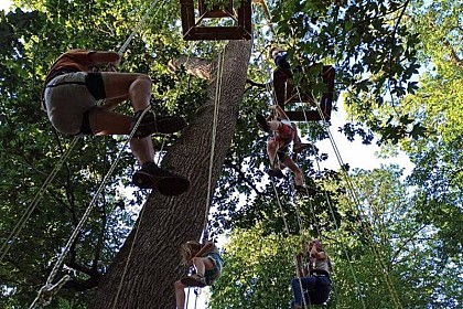 Grimpe d'arbre avec Le dédale des cimes