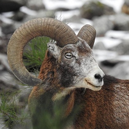 A muvra, le mouflon