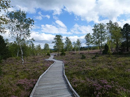 Tourbières de Frasne