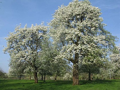 Calvados Didier Lemorton