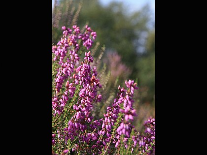 Les Gorges de Villiers - Point 5 La lande sèche à bruyères