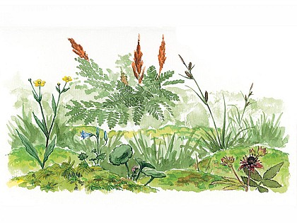 Les Gorges de Villiers - Point 6 La tourbière