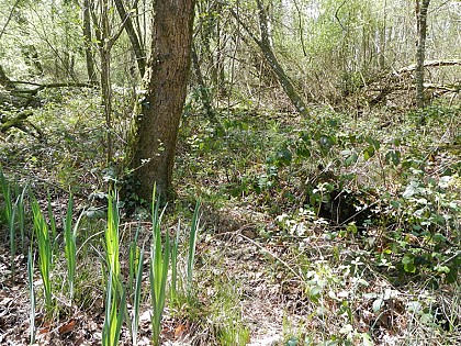 Les Gorges de Villiers - Point 7 Le bois marécageux