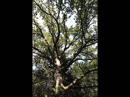 Les Gorges de Villiers - Point 9 Chênaie-Hêtraie à houx