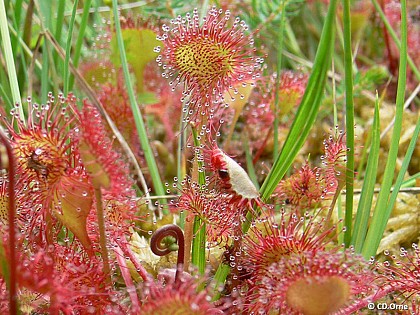 La Tourbière des Petits Riaux - Point 2 Une végétation originale