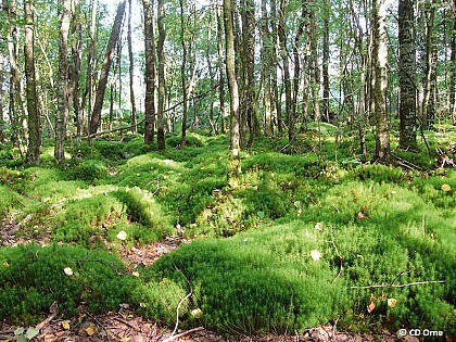 La Tourbière des Petits Riaux - Point 3 Le bois tourbeux