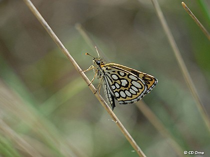 La Tourbière des Petits Riaux - Point 4 La faune