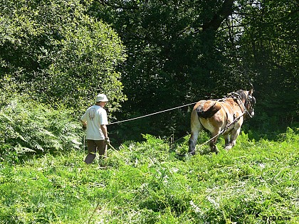 La Tourbière des Petits Riaux - Point 5 évolution et gestion