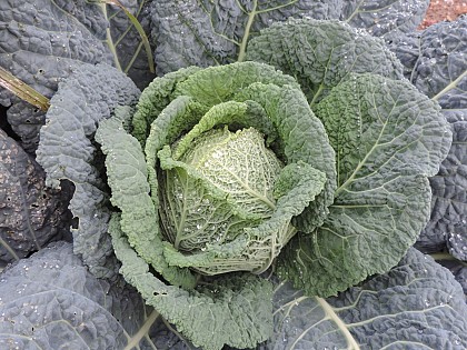 Le panier de la grillerie
