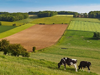 Ferme l'escargot du mont réal