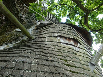 ‘Allouville-Bellefosse’ Oak Tree