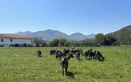 Chèvrerie Mattinka