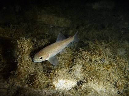 The brown trout