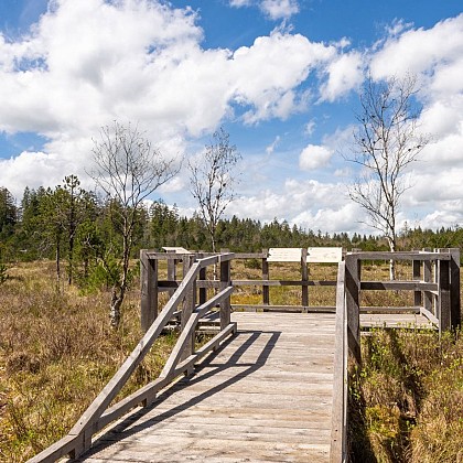 La tourbière active