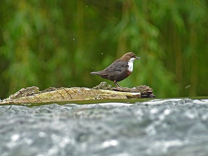 The Dipper