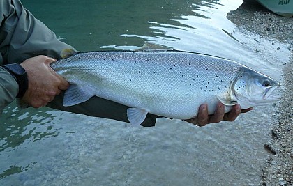 Riparian trout