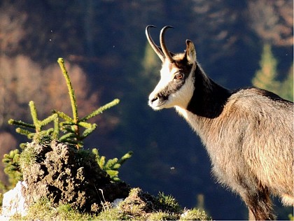 Vie de chamois