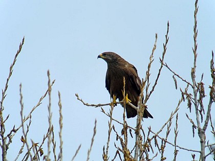 The black kite