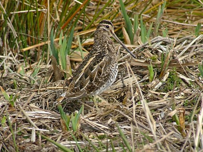 The common snipe