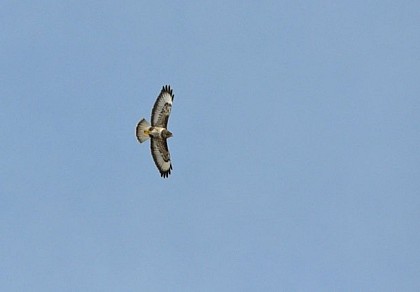 The common buzzard