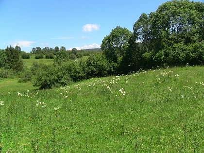 Wet meadow