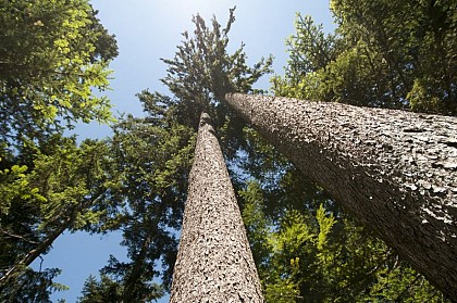 La forêt du Mont Noir