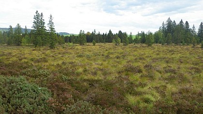 The Moutat peat bog