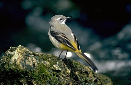 The grey wagtail