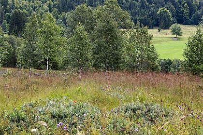 Formation of the peat bog