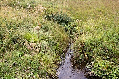 Streams snaking through the peat bog