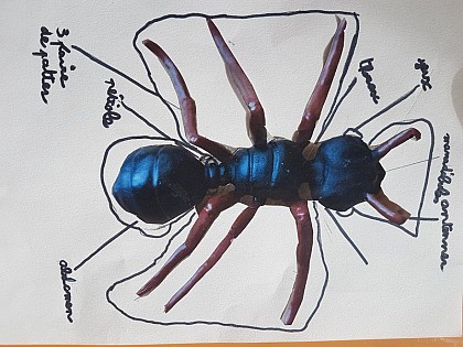 Anatomie de la fourmi