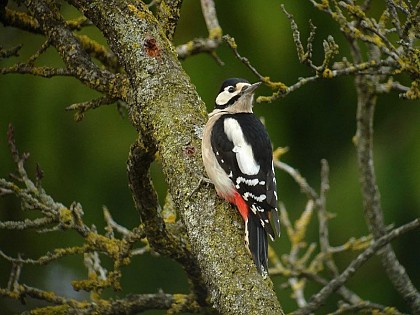 The great spotted woodpecker