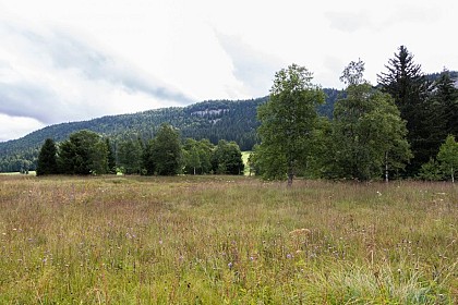 Appearance of the peat bog landscape