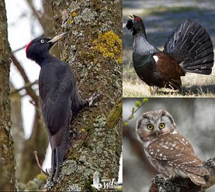 La biodiversité de nos forêts