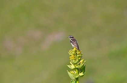 The whinchat