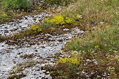 Dry grasslands