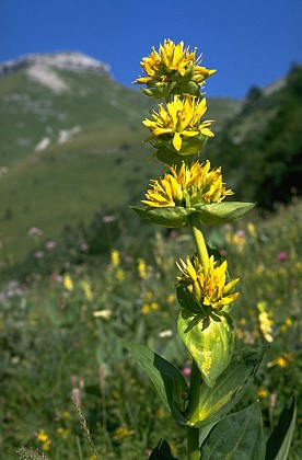 In the middle of the flowers, the great yellow gentian