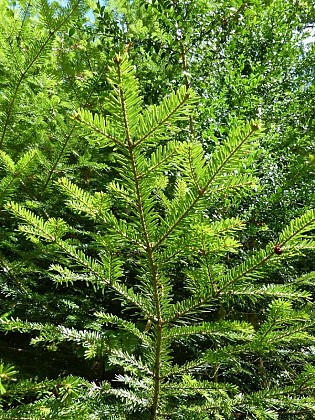 Fir tree or spruce?