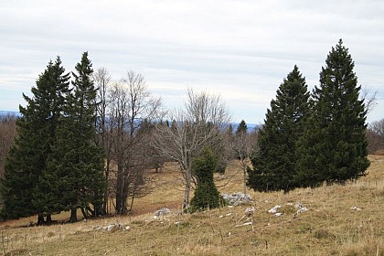 Woodlands and “spinning top” spruces