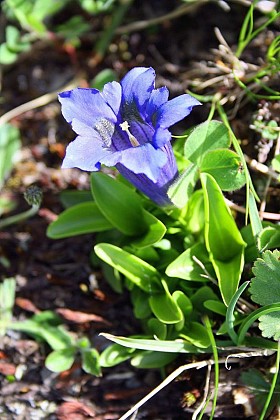 The Stemless Gentian