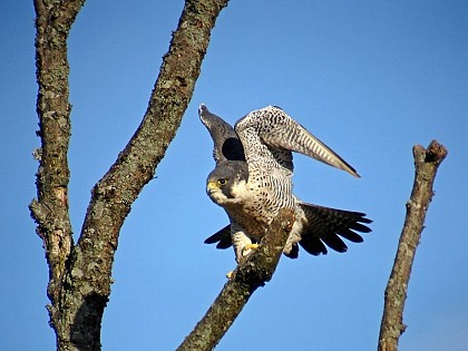 The Peregrine Falcon