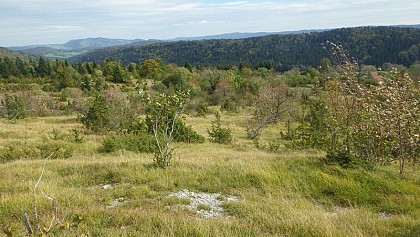 Dry grasslands