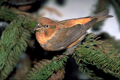 The red crossbill