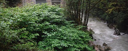 Plante invasive : la renouée du Japon