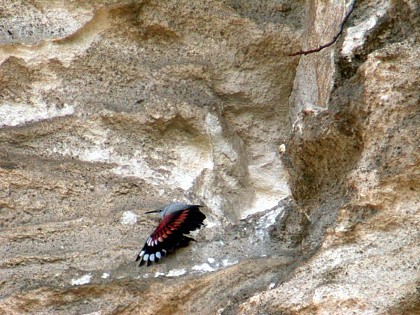 The wallcreeper