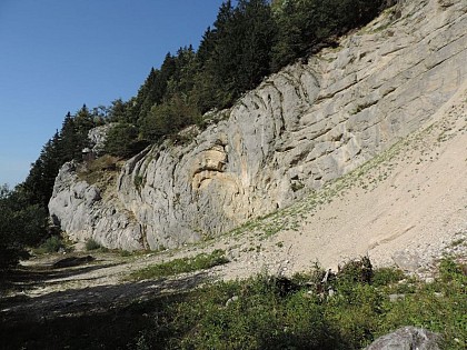 Curved fold or fungus?